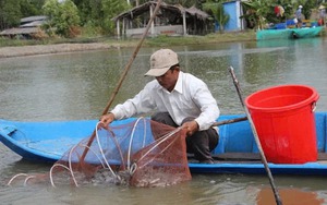 "Ông lớn" Supe Lâm Thao ra mắt 3 nhóm phân bón mới, giúp đất khoẻ hơn, bón ít mà cây vẫn lớn nhanh - Ảnh 10.