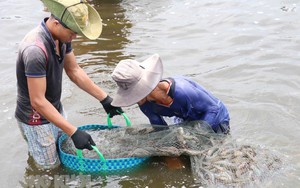 "Ông lớn" Supe Lâm Thao ra mắt 3 nhóm phân bón mới, giúp đất khoẻ hơn, bón ít mà cây vẫn lớn nhanh - Ảnh 8.