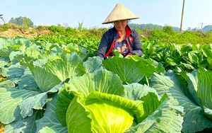 Cam giòn, loại quả ngon này dân một xã ở Hà Tĩnh đang cắt bán dịp Tết âm lịch, cả xã thu 60 tỷ - Ảnh 8.