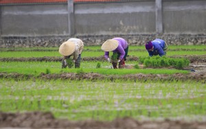 Nghệ An: Trâu “điên” húc 2 vợ chồng gia chủ bị thương- Ảnh 2.