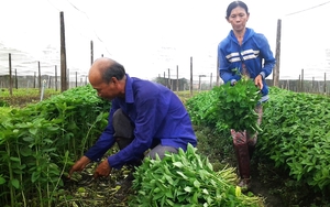 Công bố quyết định của Ban Thường vụ TP Huế về việc thành lập Hội Nông dân huyện Phú Lộc - Ảnh 4.