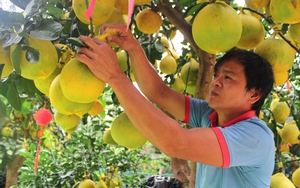 Lo lắng hàng kém chất lượng trước Tết, TP.HCM ra công văn khẩn - Ảnh 3.