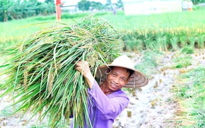 Bắt nhanh 2 tên cướp giật điện thoại giữa phố ở Hải Dương- Ảnh 3.