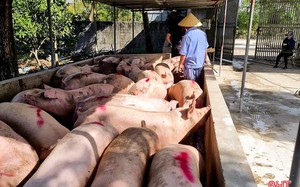 Lợn hơi vẫn tăng giá liên tiếp, vượt xa so với giá lợn của Trung Quốc - Ảnh 7.