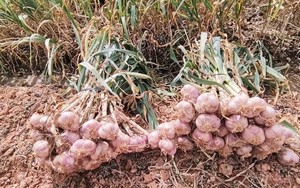Ở chợ nổi tiếng này, người dân không cần phải mang tiền mặt mà vẫn thoải mái mua sắm - Ảnh 8.