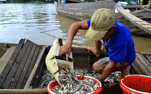 Ra hòn đảo Nồm Giữa dân bắt cá xương xanh nướng thành đặc sản Kiên Giang, ăn ngon mồm - Ảnh 2.