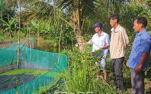 Hợp tác xã ở Bắc Ninh nuôi cá trên sông thu 52 tỷ, dịp Tết này sẽ bán tiếp 350 tấn cá- Ảnh 7.