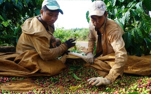 Cao tốc Quy Nhơn - Pleiku được đầu tư 36.000 tỷ đồng có quy mô thế nào?- Ảnh 6.