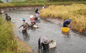 Vườn khổng lồ trồng vạn chậu hoa "quý tộc" trị giá hơn 10 tỷ đồng đang "phát sốt" ở Thanh Hóa - Ảnh 6.