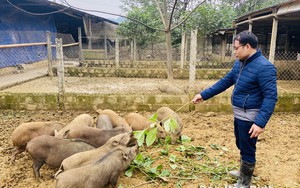 Một phiên chợ mai vàng Huế, cây thế "độc, lạ" vô số, có khách trả cả trăm triệu mua đứt khuân về - Ảnh 6.