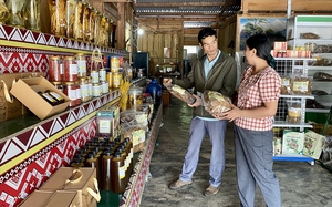 Một huyện khó khăn ở Kon Tum cấp miễn phí gần 1 tỷ đồng sâm giống Ngọc Linh cho hộ nghèo phát triển kinh tế - Ảnh 2.