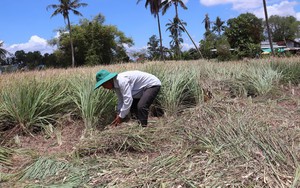Một phiên chợ mai vàng Huế, cây thế "độc, lạ" vô số, có khách trả cả trăm triệu mua đứt khuân về - Ảnh 8.