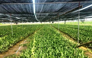 Nuôi con đặc sản nổi tiếng thơm ngon nhất vùng, giá cao mà nhà hàng, khách sạn tranh nhau mua - Ảnh 7.