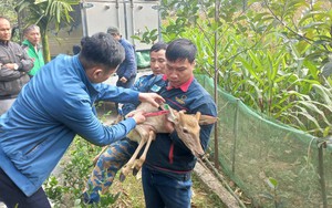 Một loại cây đột biến có nguồn gốc Nam Mỹ dễ trồng, dáng đẹp, nhà vườn Lâm Đồng bán cả lá lẫn cây - Ảnh 5.