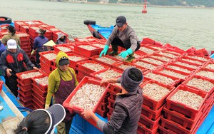 Nuôi con đặc sản nổi tiếng thơm ngon nhất vùng, giá cao mà nhà hàng, khách sạn tranh nhau mua - Ảnh 6.