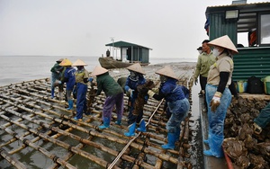 Hội Nông dân Quảng Ninh nắm tình hình vụ tranh chấp bè hàu - Ảnh 5.