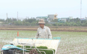 Một loại cây đột biến có nguồn gốc Nam Mỹ dễ trồng, dáng đẹp, nhà vườn Lâm Đồng bán cả lá lẫn cây - Ảnh 6.