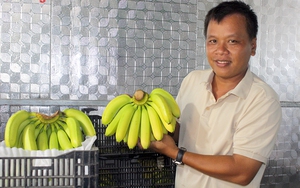 Một loại cây đột biến có nguồn gốc Nam Mỹ dễ trồng, dáng đẹp, nhà vườn Lâm Đồng bán cả lá lẫn cây - Ảnh 4.