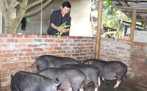 Anh nông dân Yên Bái làm nuôi lợn nái theo mô hình khép kín, kiếm gần tỷ đồng mỗi năm - Ảnh 1.