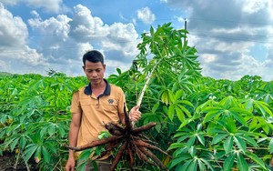 Trồng táo trong nhà lưới, nông dân Bình Thuận được hỗ trợ vốn vay Quỹ HTND  - Ảnh 3.