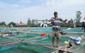 Quyết định 517 của Thủ tướng mở ra cơ hội cho nông dân nâng cao năng lực sản xuất, tăng khả năng cạnh tranh - Ảnh 10.