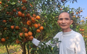 Vốn chính sách giúp nhiều nữ đảng viên vùng cao Hòa Bình, Hà Giang trồng cam đặc sản, trồng quế thu nhập cao - Ảnh 3.
