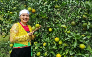 Hội Nông dân Hải Phòng giảm 36 cơ sở Hội sau thực hiện sáp nhập - Ảnh 5.