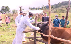 Một huyện khó khăn ở Kon Tum cấp miễn phí gần 1 tỷ đồng sâm giống Ngọc Linh cho hộ nghèo phát triển kinh tế - Ảnh 3.