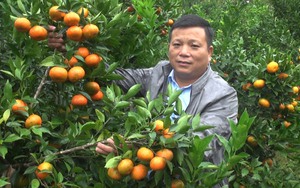 Xã "nghèo rớt mồng tơi” ở TP HCM nay dân đã có thu nhập 100 triệu/người/năm, nông thôn mới hiện đại - Ảnh 11.
