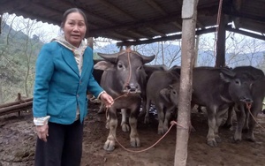 Trồng mai vàng Bình Định kiểu gì mà nhà nông dân này "tự trả lương" 200-300 triệu/năm? - Ảnh 4.