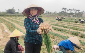 Trồng mai vàng Bình Định kiểu gì mà nhà nông dân này "tự trả lương" 200-300 triệu/năm? - Ảnh 6.