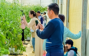 Huyện trồng sâm quý ở Kon Tum, wifi miễn phí "chạy êm ru" phát từ nhà rông, nông dân khỏe cả người - Ảnh 3.
