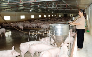 Giống gà lạ có bộ lông sặc sỡ, biết ưỡn ngực khoe dáng trưng bày ở Phú Thọ, nhiều người thích thú đến xem - Ảnh 13.
