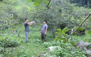 TP Đà Nẵng duy trì sinh hoạt 5 CLB "Người cha trách nhiệm" năm 2025 - Ảnh 3.