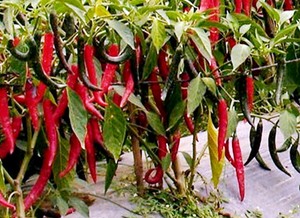  Vĩnh Phúc: Cung cấp các giống ớt chất lượng cho nhà nông 