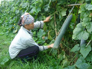 Nông dân Vĩnh Phúc: Sống khỏe nhờ bí lai