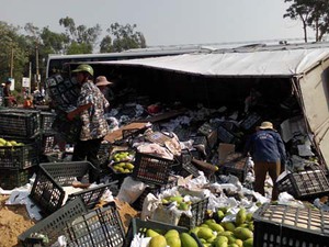 Quảng Nam: Dân giúp thu gom hàng chục tấn trái cây do xe tải bị lật