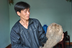 Củ khoai vạc rồng hình “bàn tay khổng lồ” xuất hiện ở Nghệ An