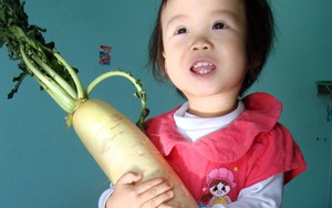 Lâm Đồng:  Cặp củ cải trắng  to hiếm gặp