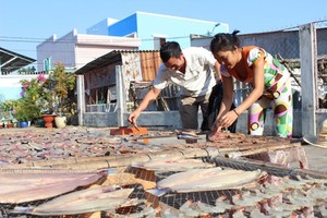 Làng nghề đặc sản khô cá dứa vào vụ tết