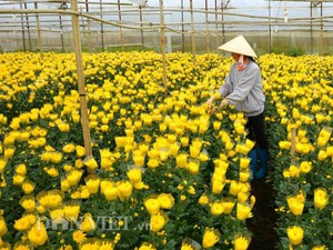 Làng hoa thứ 4 được công nhân làng nghề truyền thống ở Đà Lạt