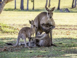 Rớt nước mắt cảnh kangaroo mẹ cố ôm con trước khi chết