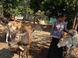 Kon Tum: Trao bò giống cho người nghèo