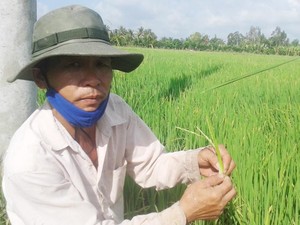 Lúa trổ bông sớm bất thường, nông dân hoang mang