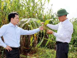 Vỡ mộng “siêu cao lương”, nông dân ngán ngẩm