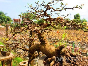 Mãn nhãn ngắm vẻ đẹp “hút mắt” của gốc mai bonsai Bình Định