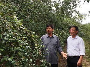 "Vua làm vườn" Thái Nguyên thu tiền tỷ từ táo
