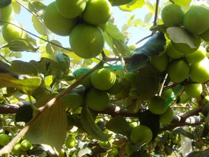 Bí quyết trồng táo sai trĩu quả của nông dân Ninh Thuận