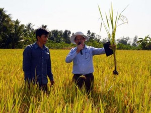 Trồng lúa thông minh ứng phó biến đổi khí hậu