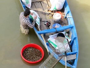 Thơm ngon con hến sông Ba